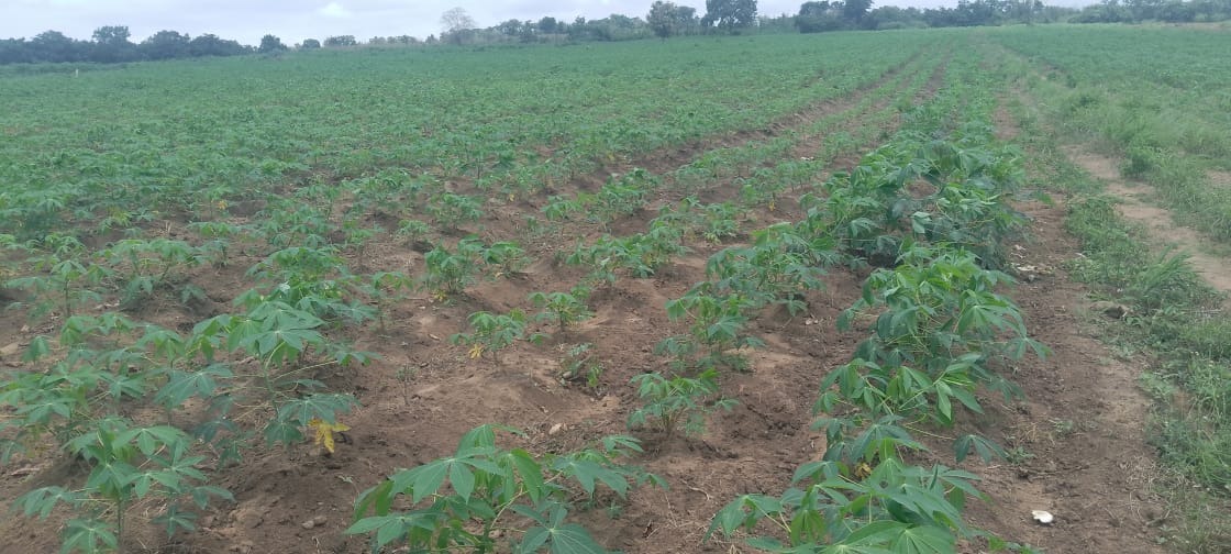 Cassava farm cultivation project